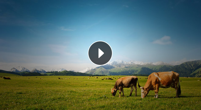 pg电子康健牛羊肉产品